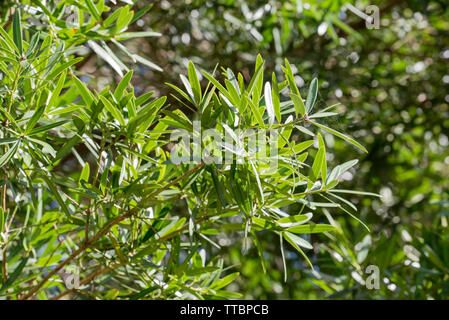 Un Plum Pine Tree (Podocarpus elatus) dans un parc sur le milieu de la côte nord de la Nouvelle-Galles du Sud, Australie Banque D'Images