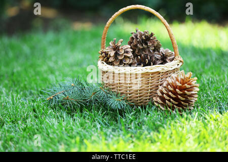 De belles pommes de pin dans panier en osier sur fond d'herbe verte Banque D'Images