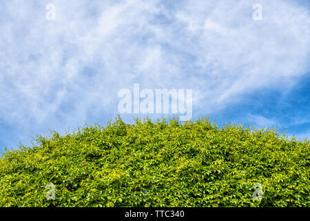 En courbe, le feuillage des plantes vertes contexte dans le ciel. Banque D'Images