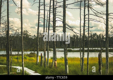 Les troncs des arbres séchés près du lac à Cena tourbière de la Lettonie. Banque D'Images