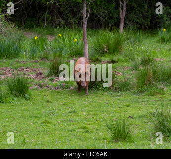 Porc Tamworth scratching on tree Banque D'Images