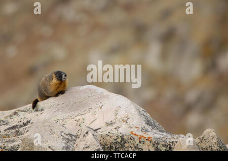 Marmotte à bec jaune Banque D'Images