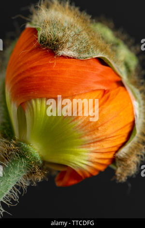 L'éclosion de jeunes isolés Islande orange blossom pavot,macro fine art floral still life color close-up,bloom sur le point d'ouvrir,fond noir Banque D'Images