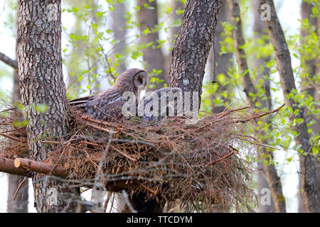 Une femelle adulte Chouette lapone ou la Chouette lapone (Strix nebulosa) au nid avec owlets dans la forêt de Bialowieza du Bélarus Banque D'Images