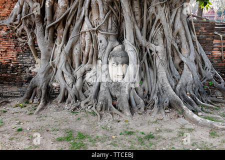 Chef Budddha enveloppés dans des racines d'un arbre au Wat Mahathat Thaïlande Ayuthaya en Banque D'Images