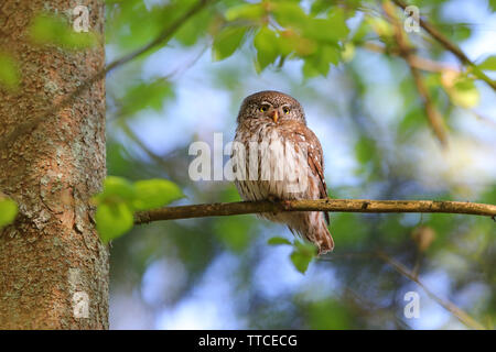 Un homme adulte Chouette naine eurasien (Glaucidium passerinum) perché près du nid dans la forêt de Bialowieza en Pologne Banque D'Images