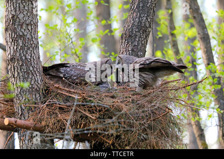 Un homme Chouette lapone ou la Chouette lapone (Strix nebulosa) passe un campagnol à son partenaire au niveau de la niche dans la forêt de Bialowieza Belarus Banque D'Images