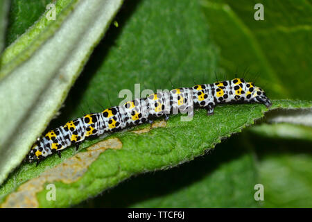 Mullein Moth caterpillar sur Buddleia Banque D'Images