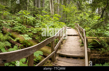 Promenade des Cèdres géants dans la Chaîne Columbia - une vieille forêt tropicale, le parc national du mont Revelstoke, British Columbia, Canada Banque D'Images