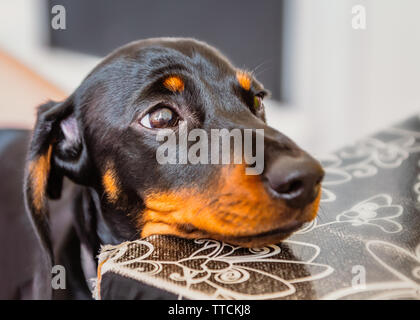 Noir et feu chiot Teckel miniature portrait repos la tête sur une table avec petit chien yeux tristes. Banque D'Images