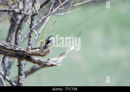 La Paruline à croupion jaune (Setophaga coronata) La chasse aux insectes pendant la migration du printemps Banque D'Images