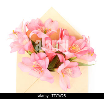 L'alstroemeria rose dans enveloppe, isolated on white Banque D'Images
