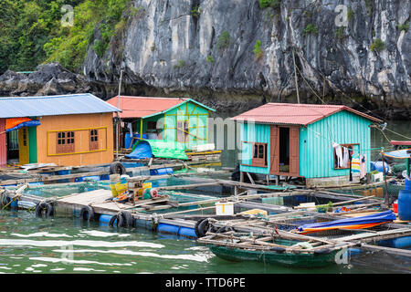 Village de pêcheurs flottant dans Ha Long Bay près de l'Ile de Cat Ba, Province de Hai Phong, Vietnam, Asie Banque D'Images