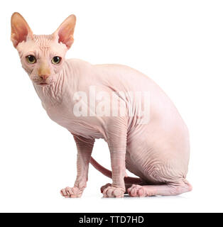 Chat sphynx, isolated on white Banque D'Images