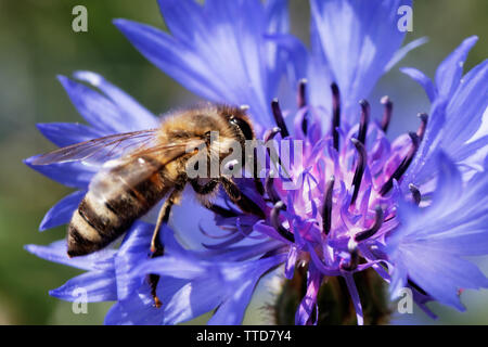 Bee assis sur le bouton bleu fleur baccalauréat Banque D'Images