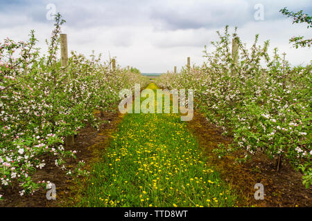 Apple Tree Orchard vue aérienne