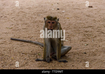 Un singe dans Anuradhapura, Sri Lanka Banque D'Images