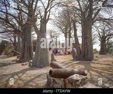 Les baobabs sur les lieux historiques de Kunta Kinteh Island (l'île James) trading station, rive nord, République de Gambie Banque D'Images