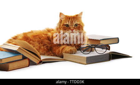 Chat rouge et books isolated on white Banque D'Images