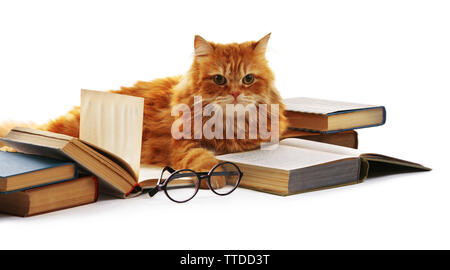 Chat rouge et books isolated on white Banque D'Images