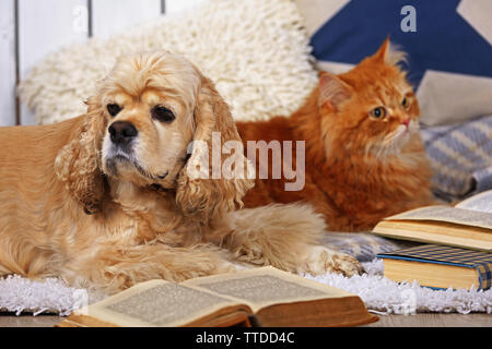 Chat et chien avec des livres sur canapé à l'intérieur Banque D'Images