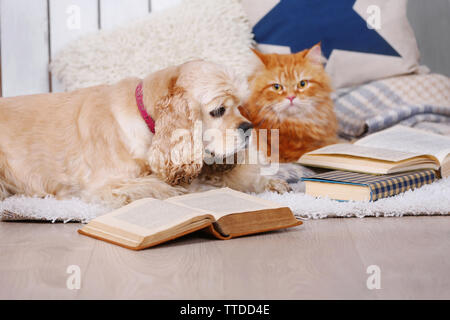 Chat et chien avec des livres sur canapé à l'intérieur Banque D'Images