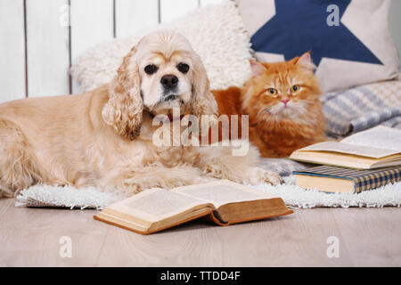 Chat et chien avec des livres sur canapé à l'intérieur Banque D'Images