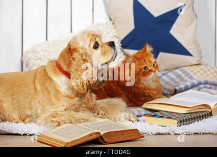 Chat et chien avec des livres sur canapé à l'intérieur Banque D'Images