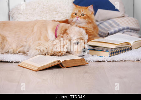 Chat et chien avec des livres sur canapé à l'intérieur Banque D'Images