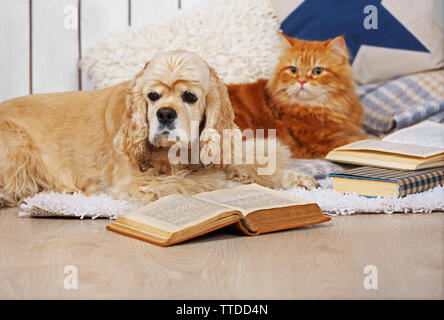 Chat et chien avec des livres sur canapé à l'intérieur Banque D'Images