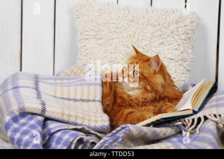 Chat rouge avec des livres sur canapé à l'intérieur Banque D'Images