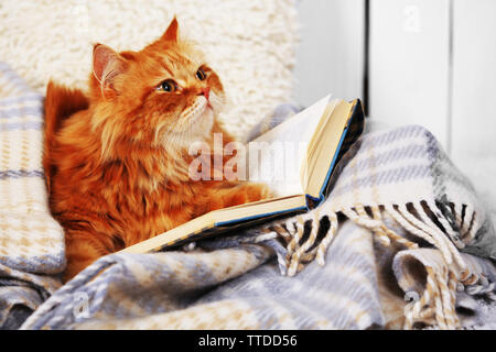 Chat rouge avec des livres sur canapé à l'intérieur Banque D'Images