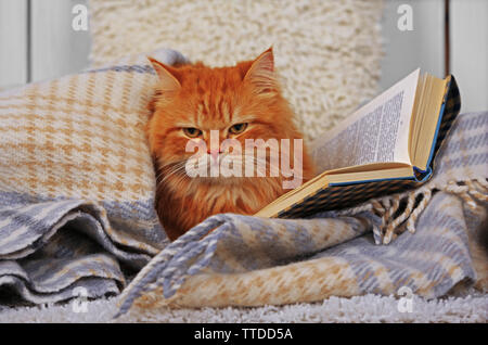 Chat rouge avec des livres sur canapé à l'intérieur Banque D'Images