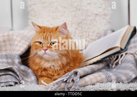 Chat rouge avec des livres sur canapé à l'intérieur Banque D'Images