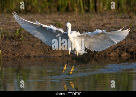 Aigrette garzette (Egretta garzetta) à l'atterrissage à la lisière d'un bord du lac boueux Banque D'Images