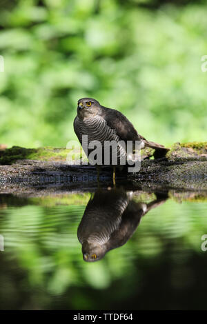 Blanche eurasienne (Accipiter nisus). Photographié à la Hongrie, NP d'Hortobagy Banque D'Images