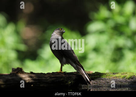 Blanche eurasienne (Accipiter nisus). Photographié à la Hongrie, NP d'Hortobagy Banque D'Images