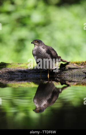 Blanche eurasienne (Accipiter nisus). Photographié à la Hongrie, NP d'Hortobagy Banque D'Images