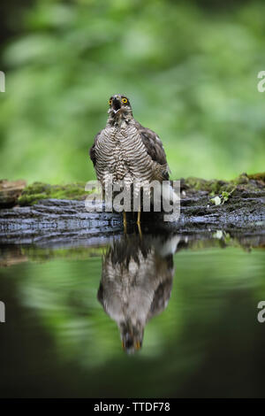 Blanche eurasienne (Accipiter nisus). Photographié à la Hongrie, NP d'Hortobagy Banque D'Images