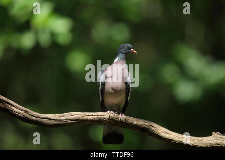 Bois commun pigeon (Columba palumbus) photographiée près de NP d'Hortobagy en Hongrie Banque D'Images