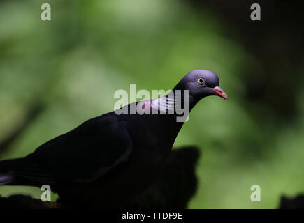 Bois commun pigeon (Columba palumbus) photographiée près de NP d'Hortobagy en Hongrie Banque D'Images