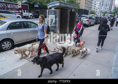 Promenade de chien professionnel peut être une entreprise lucrative sur Manhattan dans l'Upper East Side où les chiens sont membres à part entière de la famille. 3e Avenue, près de 67t Banque D'Images