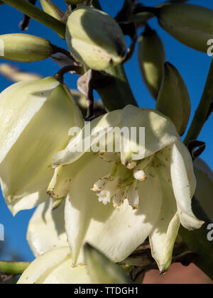 Yucca Yucca utahensis (Utah) blossom, Dunes pétrifiées, Snow Canyon State Park, Saint George, Utah. Banque D'Images