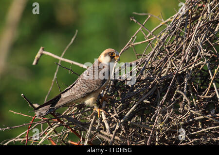 Femme faucon kobez (Falco vespertinus) à son nid dans le Parc National d'Hortobagy en Hongrie Banque D'Images