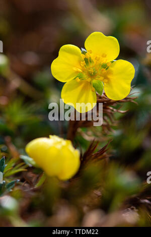 Tormentille (Potentilla erecta) flower Banque D'Images