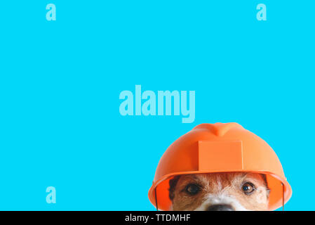 La sécurité, la construction, la notion de bricolage - cute dog in hard hat sur un fond de couleur Banque D'Images