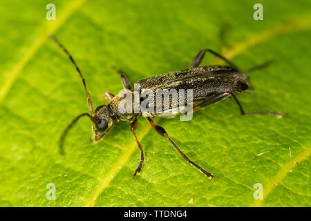 Grammoptera ruficornis (un petit longicorne asiatique de la famille Cerambycidae) sur une feuille Banque D'Images