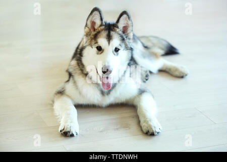 Chiot Malamute sur fond de plancher léger Banque D'Images