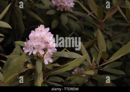 Un rhododendron (Rhododendron ferrugineum) dans les montagnes NC Banque D'Images