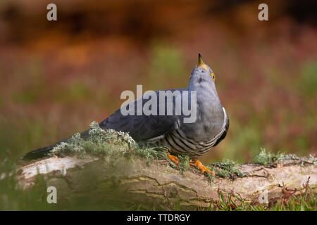 Cuckoo commun mâle (Cuculus canorus) observant le ciel tandis que perchés sur un journal de morts sur le terrain Banque D'Images